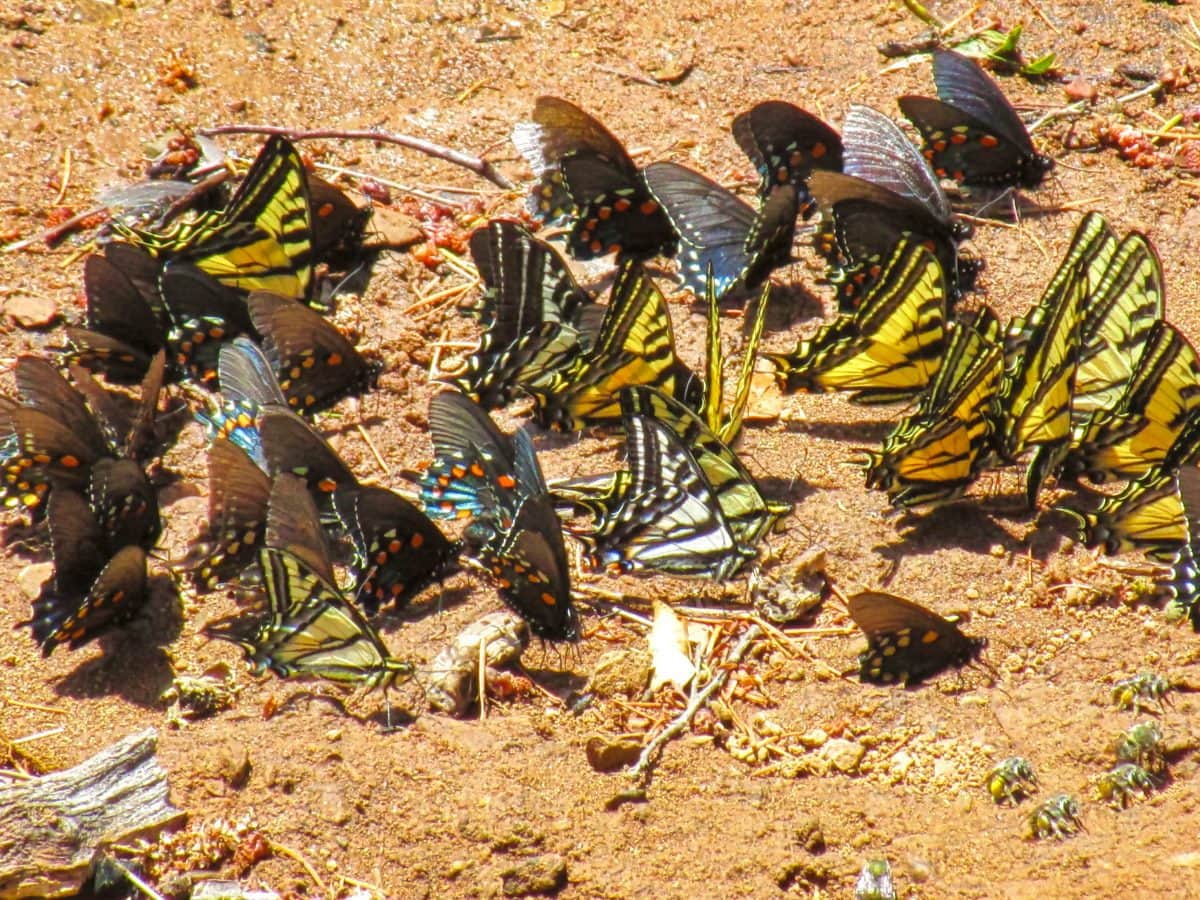Monarch and Swallowtail Butterflies at Lake Shasta 2018