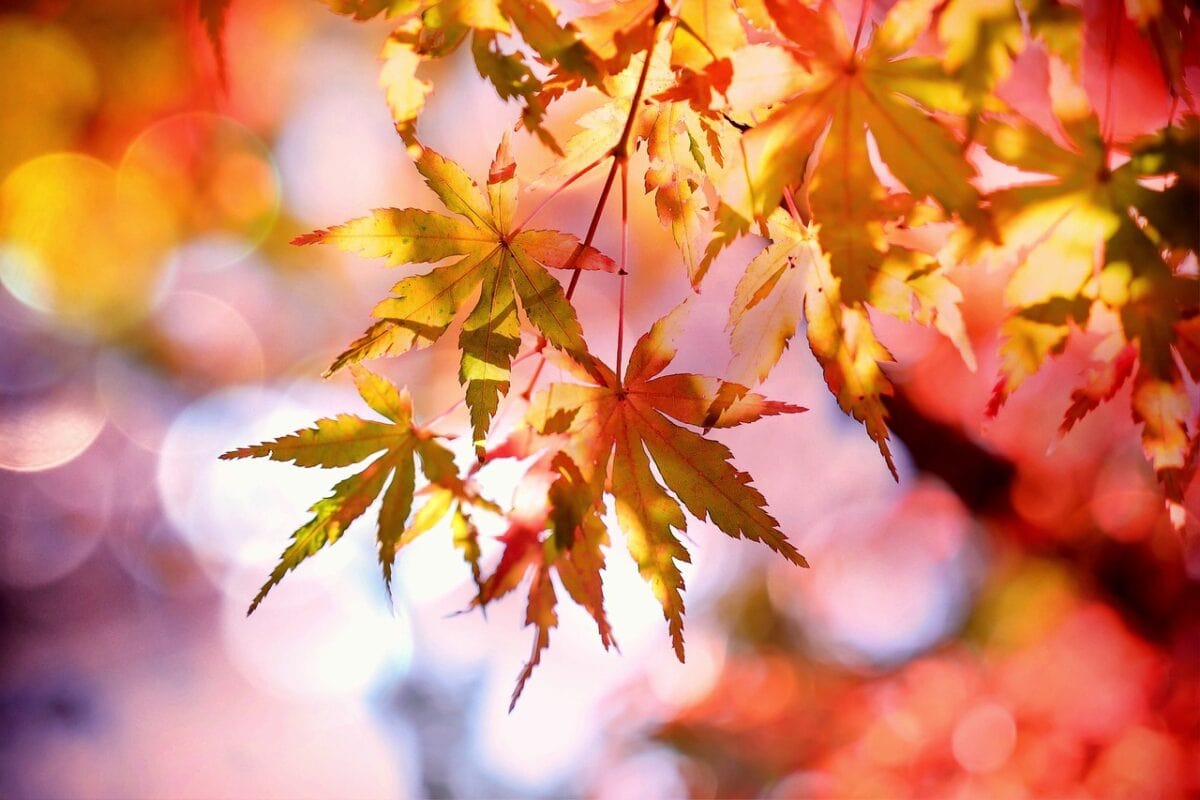 Fall Home Preparation